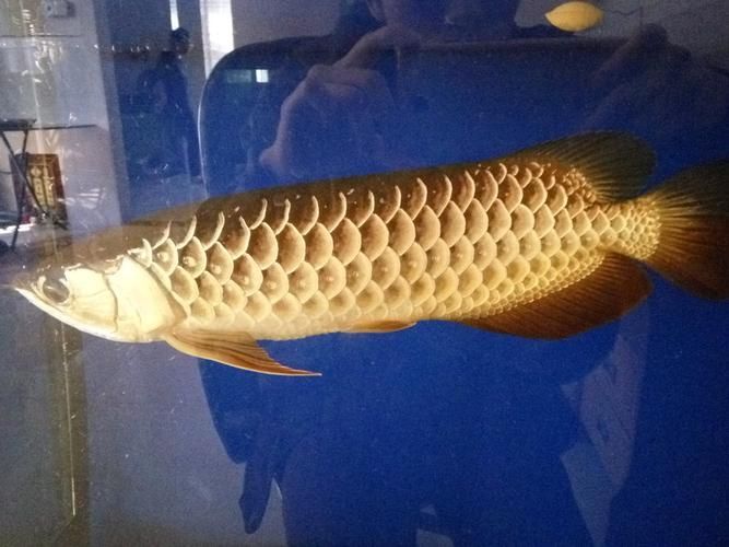 給我推薦一些優質的40公分金龍魚，40公分金龍魚的優質推薦
