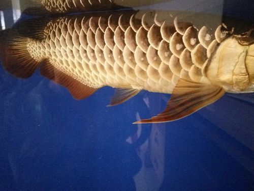 給我推薦一些優質的40公分金龍魚，40公分金龍魚的優質推薦
