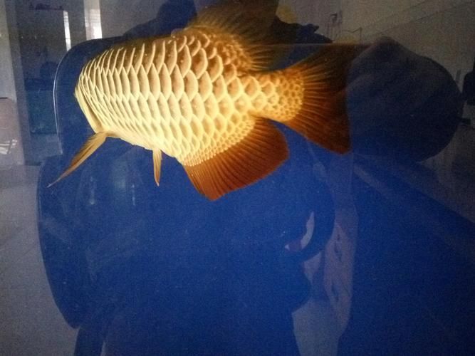 給我推薦一些優質的40公分金龍魚，40公分金龍魚的優質推薦