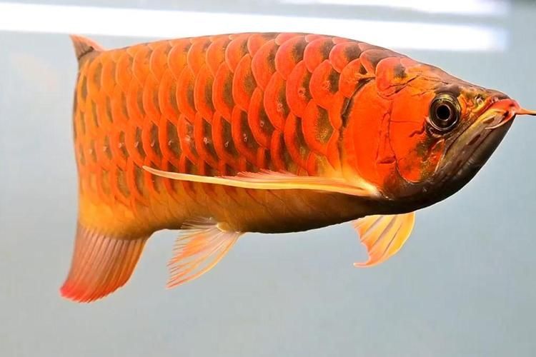 紅龍魚發(fā)色早的好還是晚的好，紅龍魚發(fā)色晚怎么辦如何判斷紅龍魚的基因潛力