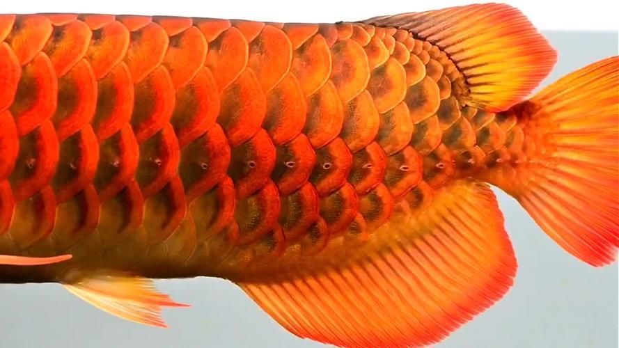 紅龍魚發(fā)色早的好還是晚的好，紅龍魚發(fā)色晚怎么辦如何判斷紅龍魚的基因潛力