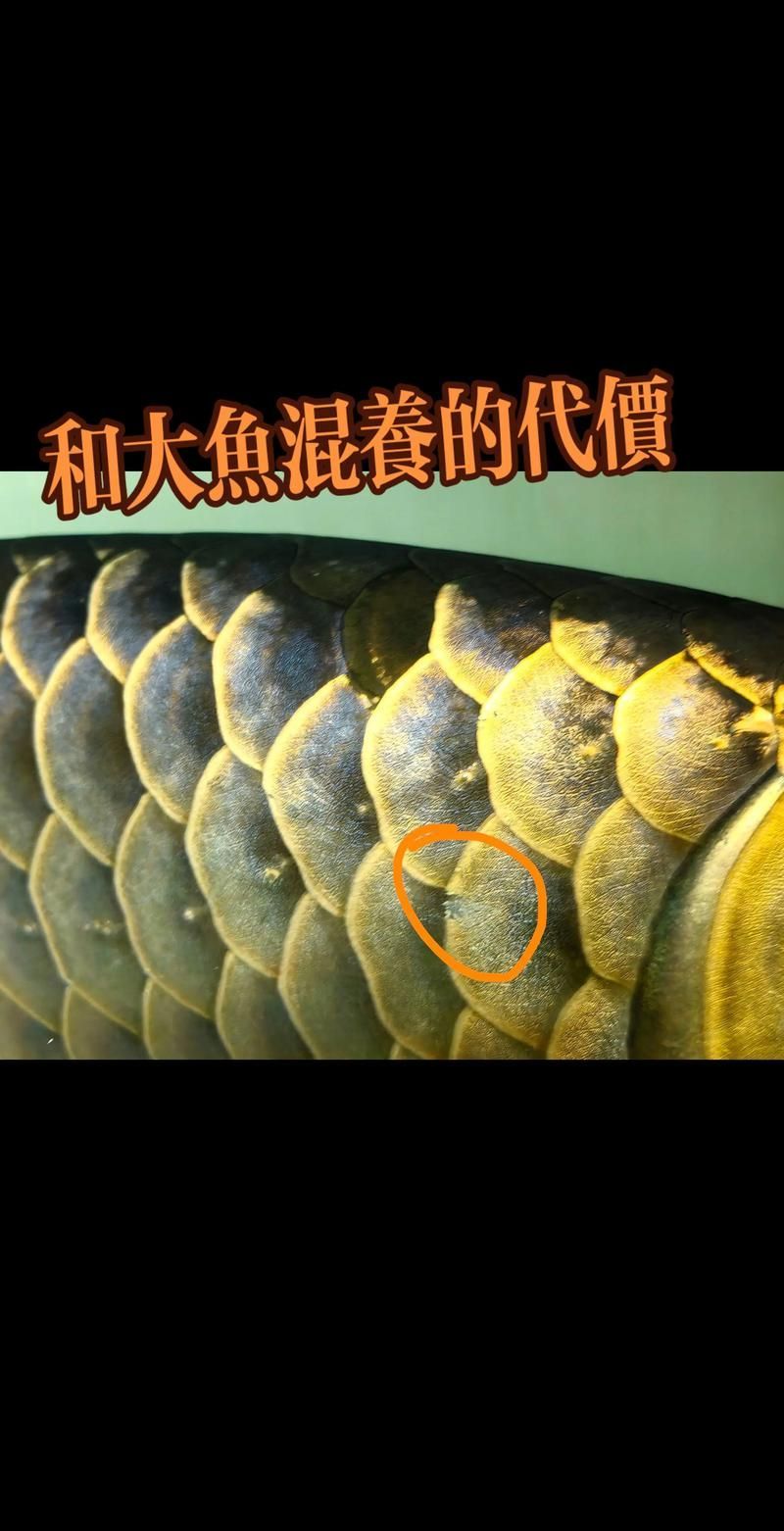 如何鑒別紅花崗龍魚的真偽？，如何鑒別紅花崗龍魚的真偽