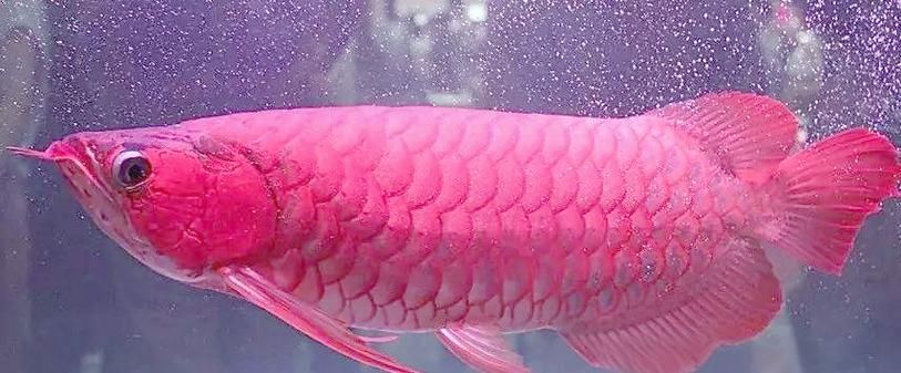 推薦一些價(jià)格適中的紅龍魚品種，價(jià)格適中且穩(wěn)定出紅的紅龍魚