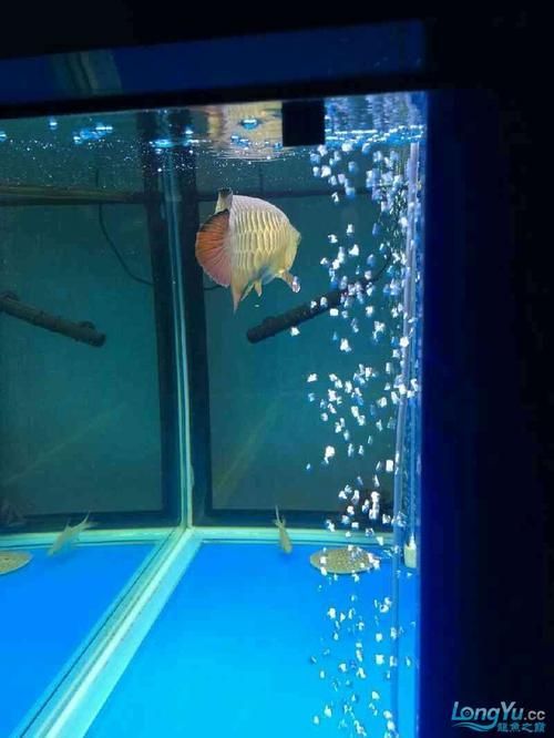 給我一些預防龍魚腹部腫脹的圖片，如何預防和治療龍魚腹部腫脹
