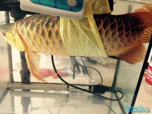 給我一些預防龍魚腹部腫脹的圖片，如何預防和治療龍魚腹部腫脹