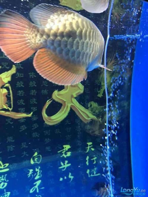 給我一些預防龍魚腹部腫脹的圖片，如何預防和治療龍魚腹部腫脹