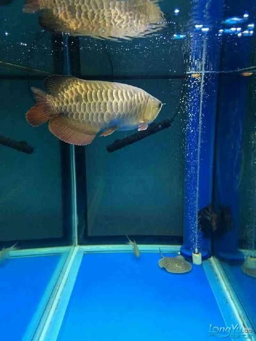 給我一些預防龍魚腹部腫脹的圖片，如何預防和治療龍魚腹部腫脹