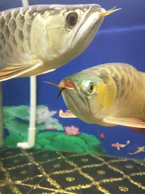 給我一些預防龍魚腹部腫脹的圖片，如何預防和治療龍魚腹部腫脹