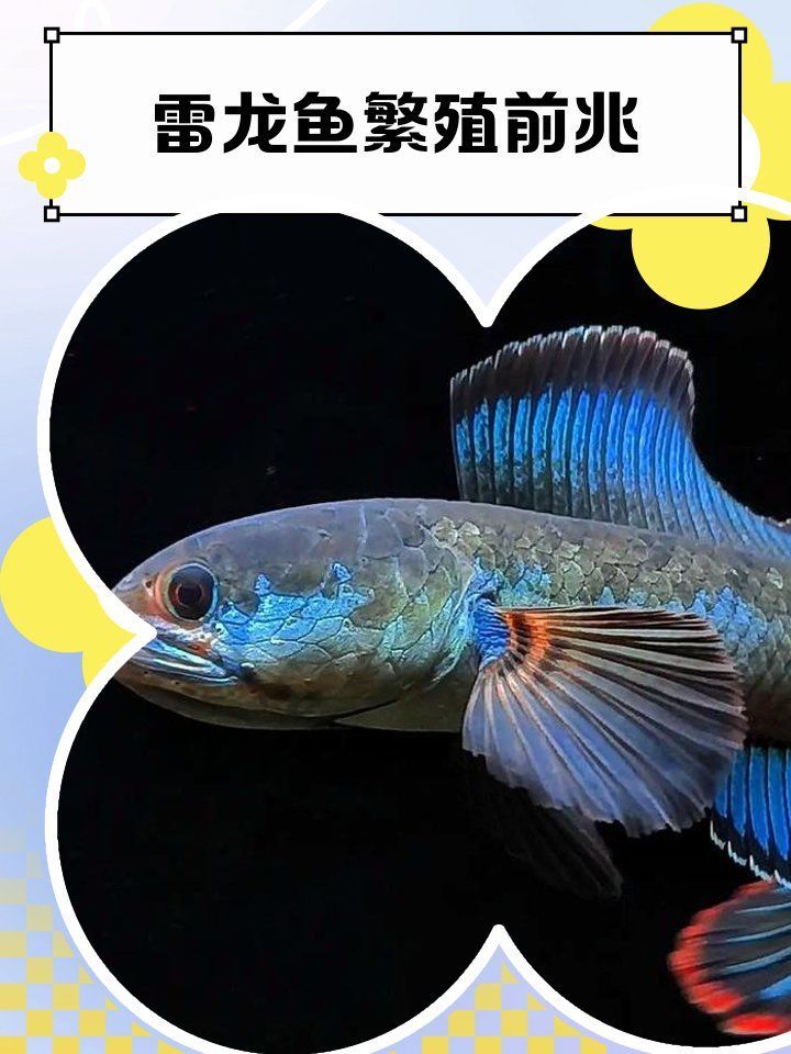 繁殖期龍魚需要哪些特殊照顧，繁殖龍魚的注意事項