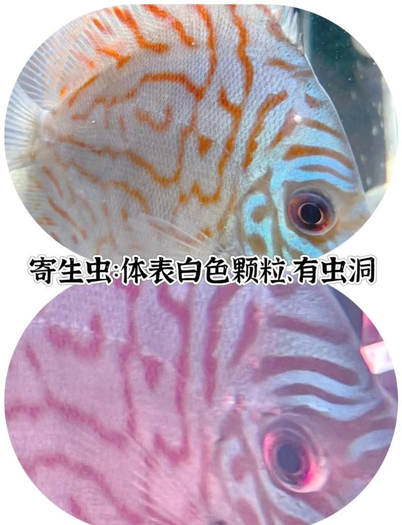 甲硝唑治療魚內寄生蟲需要多久見效，斗魚甲硝唑治療魚內寄生蟲有哪些副作用