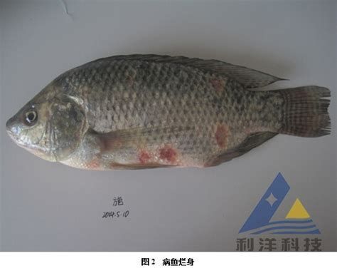 豎鱗病最佳治療方法魚，豎鱗病治療詳解