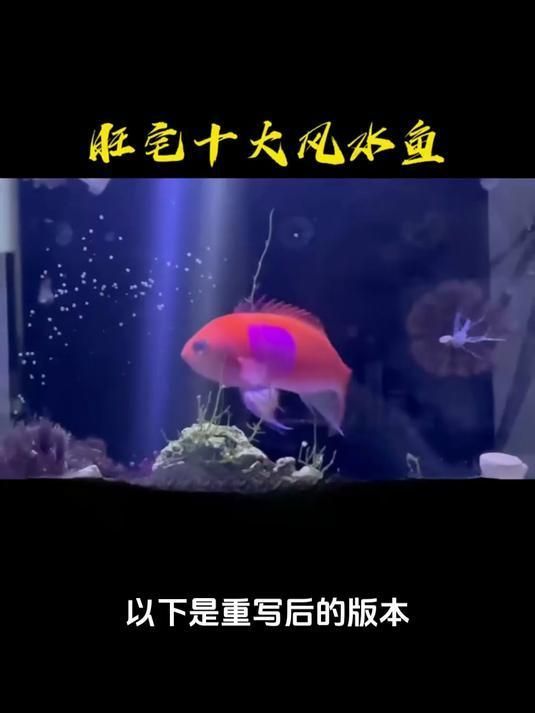十種旺財又旺宅的魚，風(fēng)水學(xué)養(yǎng)殖魚被視為財富和好運的象征，以下是十種