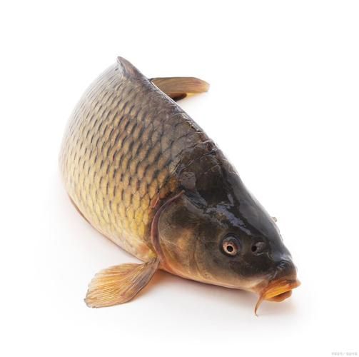 十大養不死的淡水魚有哪些圖片，十大耐養淡水魚圖片