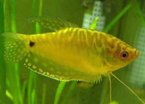 十大養不死的淡水魚有哪些圖片，十大耐養淡水魚圖片