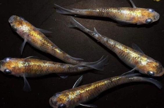十大養不死的淡水魚有哪些圖片，十大耐養淡水魚圖片