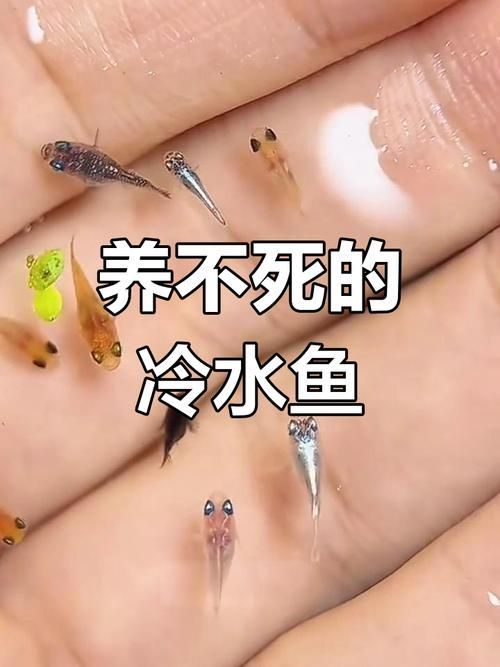 十大養不死的淡水魚有哪些圖片，十大耐養淡水魚圖片