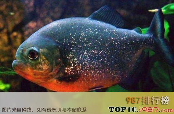 十大養不死的淡水魚有哪些圖片，十大耐養淡水魚圖片