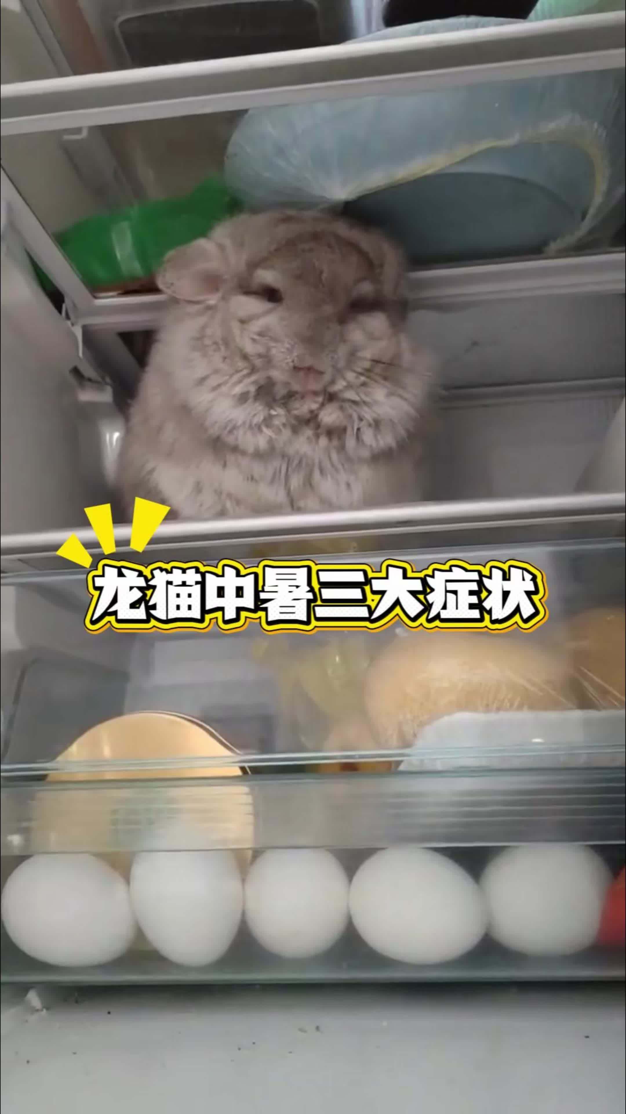 龍貓有哪些常見的疾病，龍貓常見疾病與應對建議