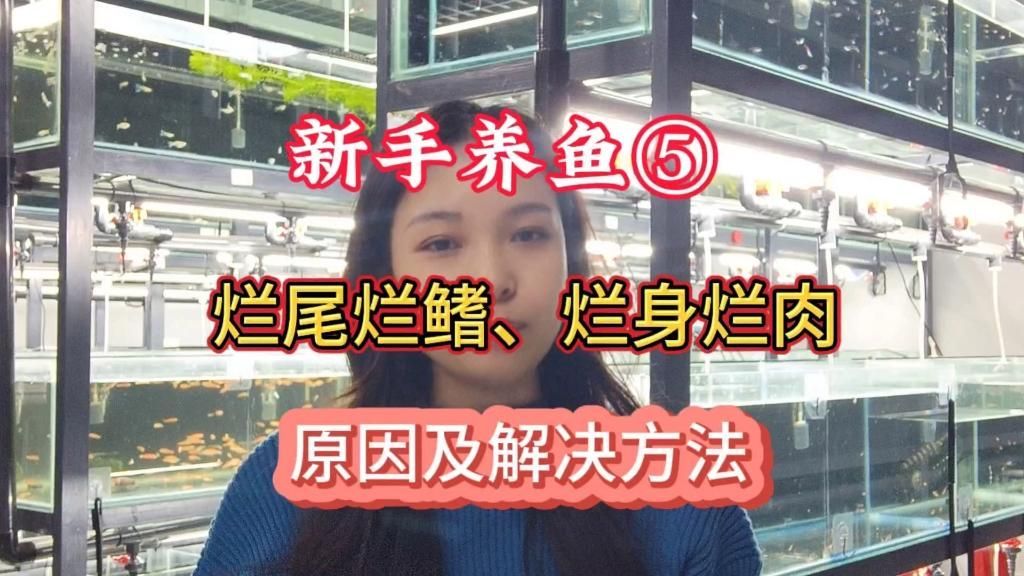 魚爛肉爛身能自愈嗎，養魚筆記第2季88集:觀賞魚爛尾爛尾爛鰭,爛身能治愈嗎 魚爛肉爛身能自愈嗎，養魚筆記第2季88集:觀賞魚爛尾爛尾爛鰭,爛身能治愈嗎 龍魚百科 第1張