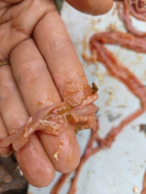 如何判斷銀龍魚潰爛是否繼發(fā)水霉菌感染，如何判斷銀龍魚是否潰爛