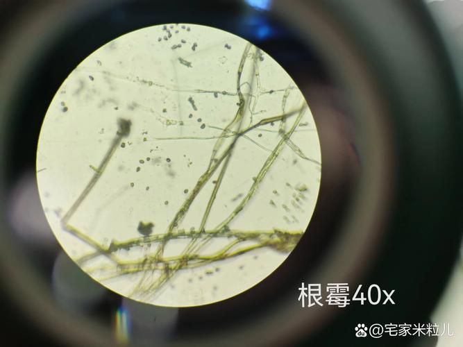 如何判斷銀龍魚潰爛是否繼發(fā)水霉菌感染，如何判斷銀龍魚是否潰爛