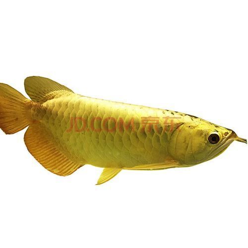 最貴金龍魚排行榜前十名，“最貴龍魚”排行榜前十名，最貴的前十名 最貴金龍魚排行榜前十名，“最貴龍魚”排行榜前十名，最貴的前十名 龍魚百科 第2張