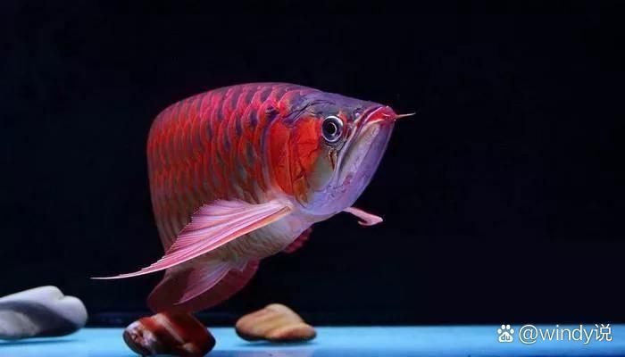 混養龍魚需要哪些注意事項