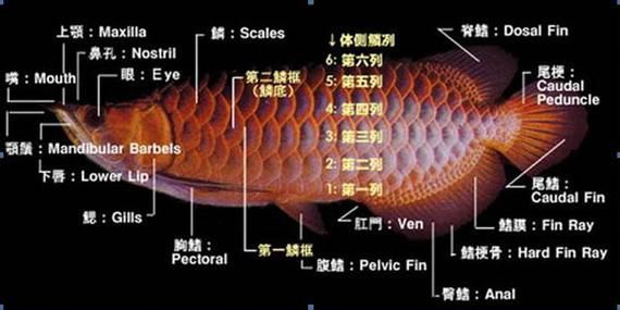 龍魚的營養(yǎng)價值有哪些具體數據，用戶要求詳解龍魚的營養(yǎng)價值并要求1000字描述和配圖