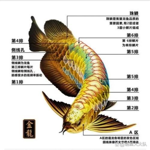 龍魚的營養(yǎng)價值有哪些具體數據，用戶要求詳解龍魚的營養(yǎng)價值并要求1000字描述和配圖