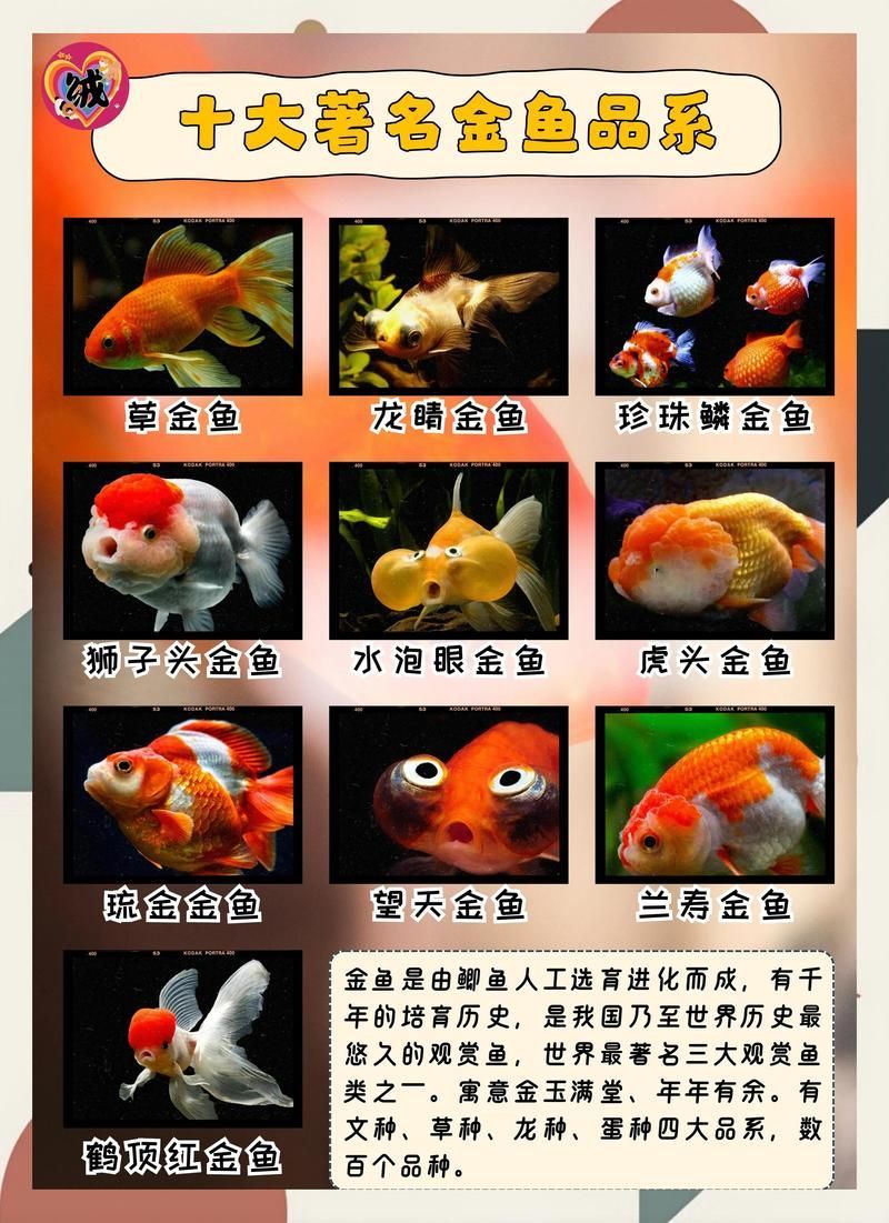金魚有哪些品種，金魚養殖需要注意哪些事項適合新手養殖的金魚品種