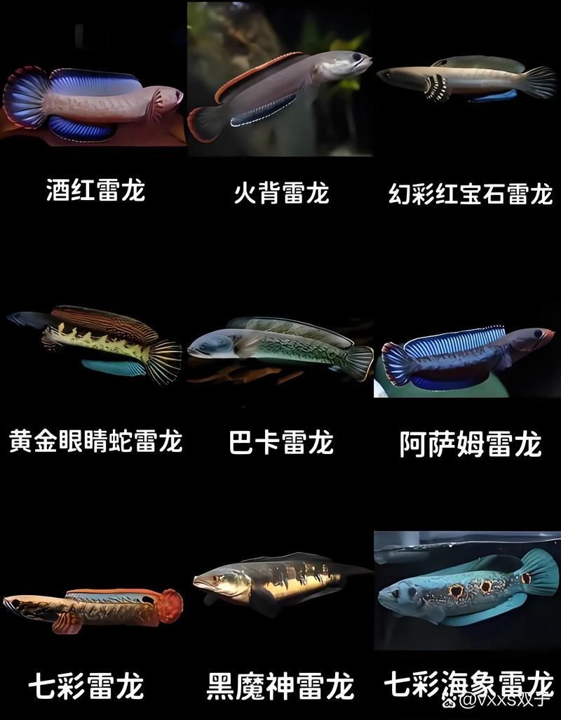 給我推薦一些適合新手的雷龍魚圖片，新手入門雷龍魚飼養清單
