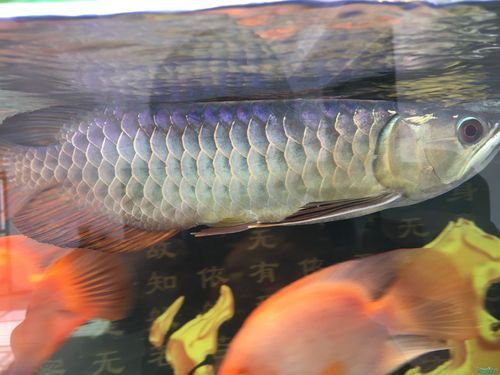 哪些品牌的金頭龍魚評價較好，bessn南極磷蝦干金頭龍魚品牌金頭龍魚營養(yǎng)補(bǔ)充