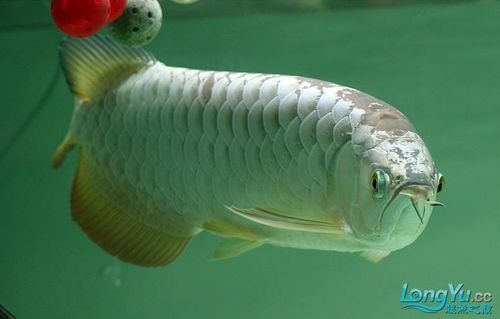 哪些品牌的金頭龍魚評價較好，bessn南極磷蝦干金頭龍魚品牌金頭龍魚營養(yǎng)補(bǔ)充