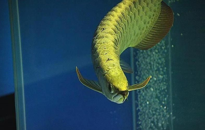 哪些品牌的金頭龍魚評價較好，bessn南極磷蝦干金頭龍魚品牌金頭龍魚營養(yǎng)補(bǔ)充