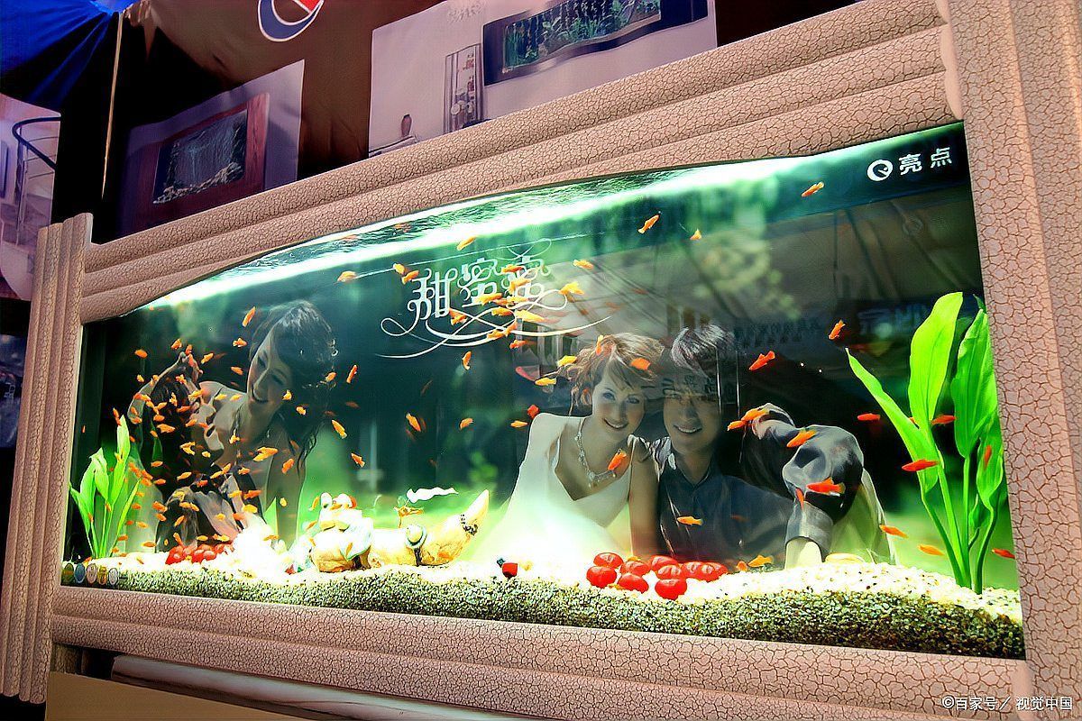 如何安裝魚缸水族燈？，魚缸水族燈安裝指南：魚缸水族燈安裝指南及安裝指南