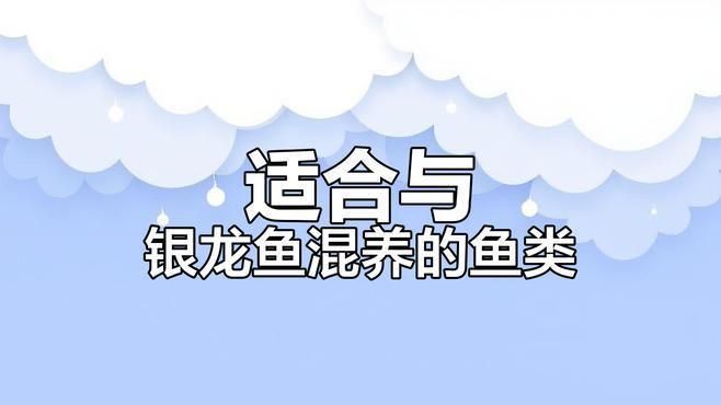 銀龍魚能和其他哪些魚混養，適合與銀龍魚混養的魚有哪些上行魚適合與它共處晴途