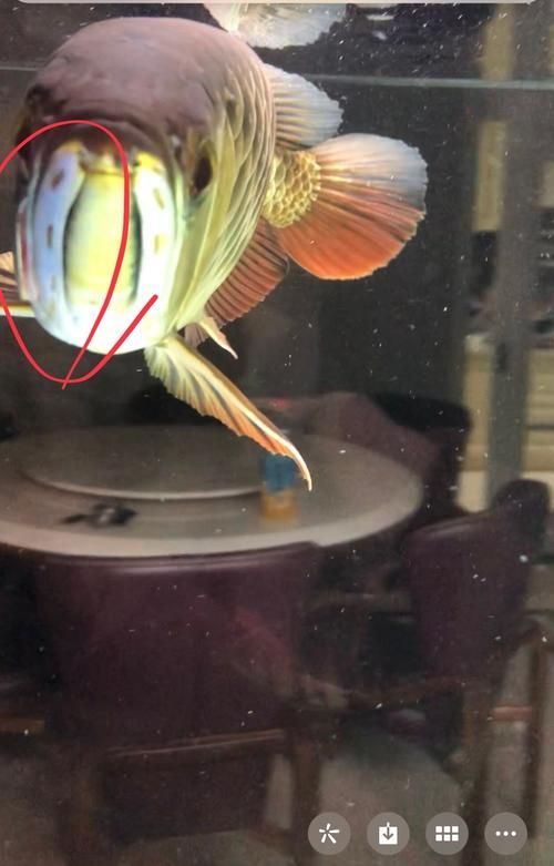 如何判斷金龍魚是否患有鰓蓋病？，如何判斷金龍魚是否患有鰓病