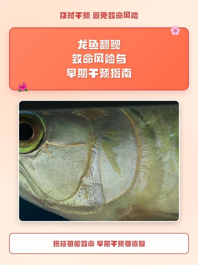 龍魚翻腮能自愈嗎，龍魚翻腮后能否自愈