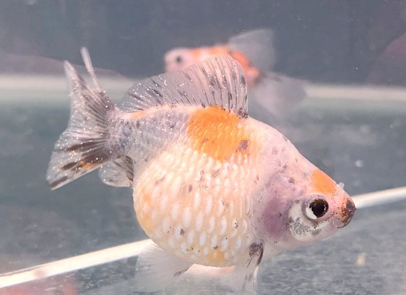 六角龍魚白斑病傳染嗎，六角龍魚白斑病如何治療，如何判斷六角龍魚白斑是否傳染