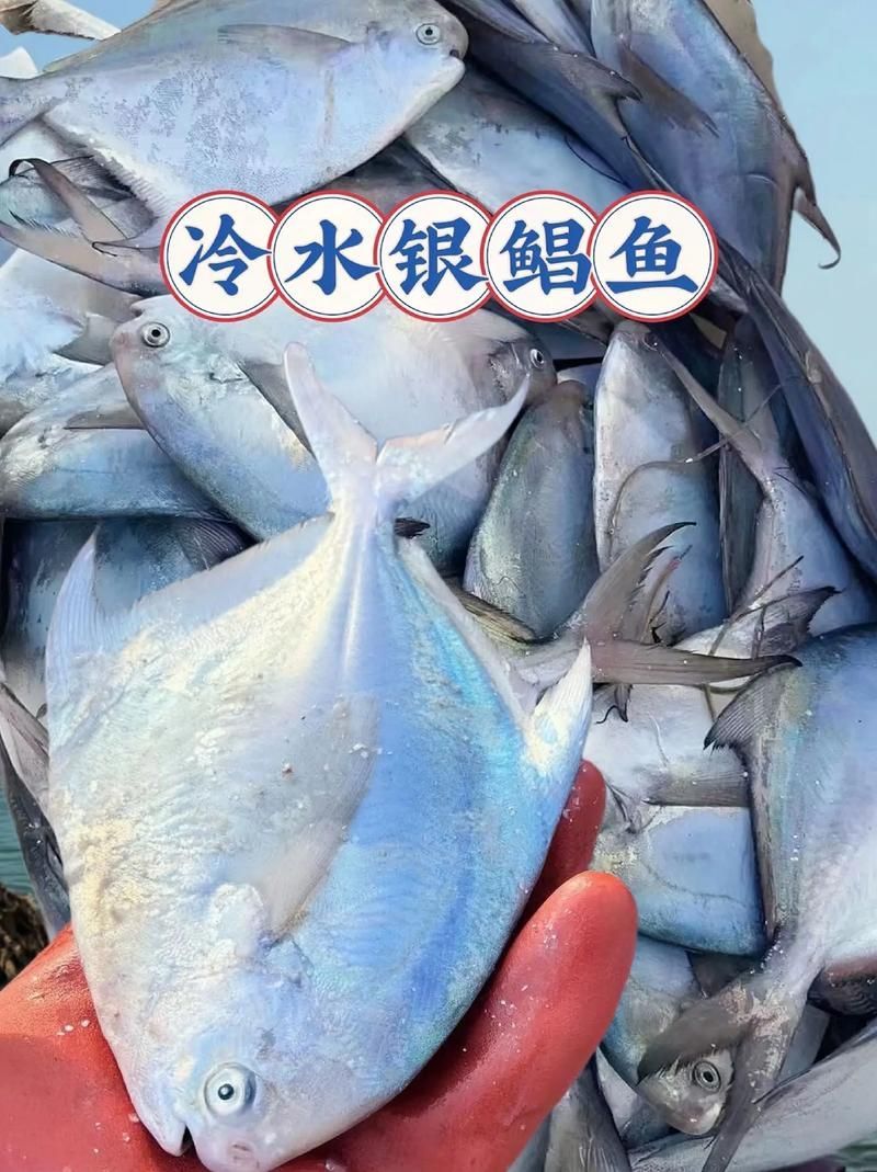 從化龍魚和鯧魚的價格差異大嗎？，從化龍魚與鯧魚價格差異