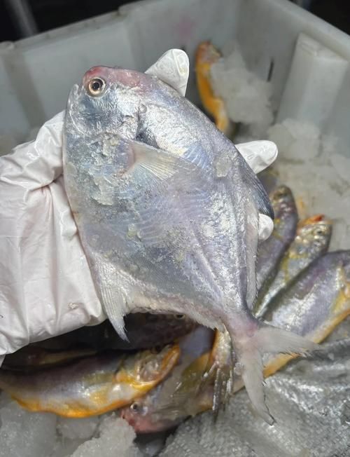 從化龍魚和鯧魚的價格差異大嗎？，從化龍魚與鯧魚價格差異