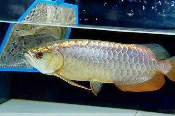 紫色龍魚有哪些獨特之處？，紫色龍魚如何選擇