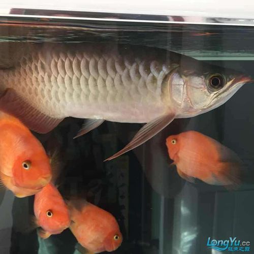 紫色龍魚有哪些獨特之處？，紫色龍魚如何選擇