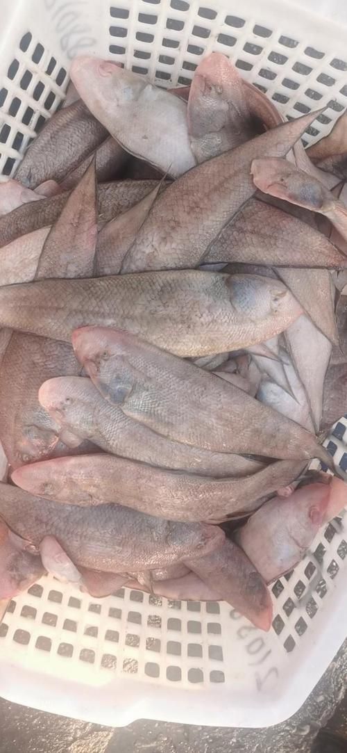 深海龍利魚的市場價格，深海龍利魚的價格 深海龍利魚的市場價格，深海龍利魚的價格 龍魚百科 第2張