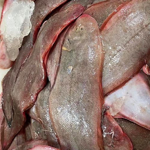 深海龍利魚的市場價格，深海龍利魚的價格 深海龍利魚的市場價格，深海龍利魚的價格 龍魚百科 第6張