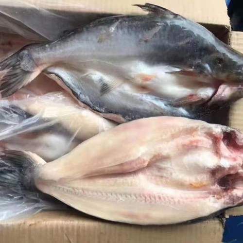 深海龍利魚的市場價格，深海龍利魚的價格 深海龍利魚的市場價格，深海龍利魚的價格 龍魚百科 第4張