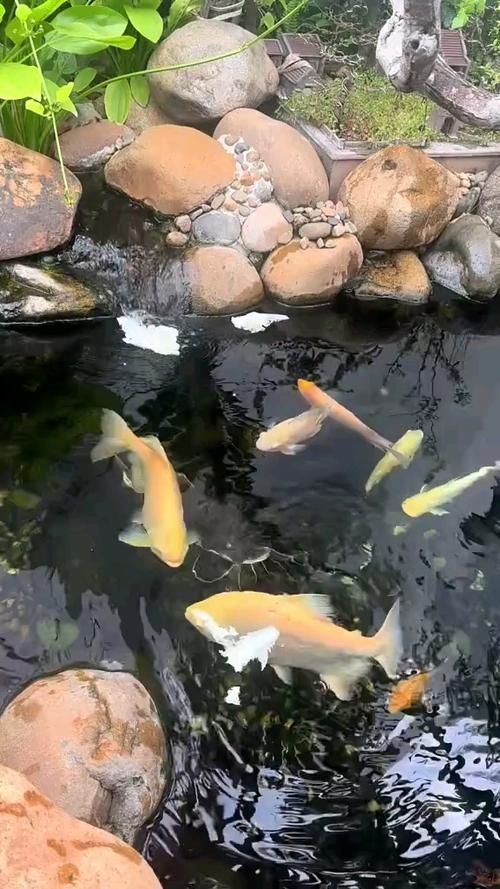 歙縣龍魚的養殖技術有哪些，關于歙縣龍魚養殖技術