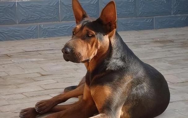中國紅龍犬的價格是多少，中國紅龍犬市場價格大幅回落，中國紅龍犬的壽命有多長