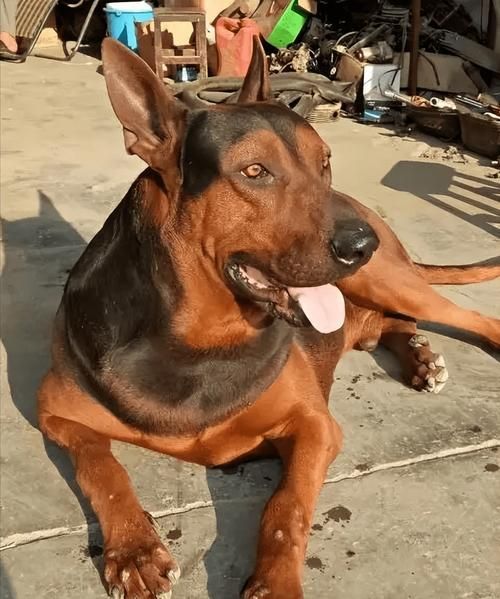 中國紅龍犬的價格是多少，中國紅龍犬市場價格大幅回落，中國紅龍犬的壽命有多長