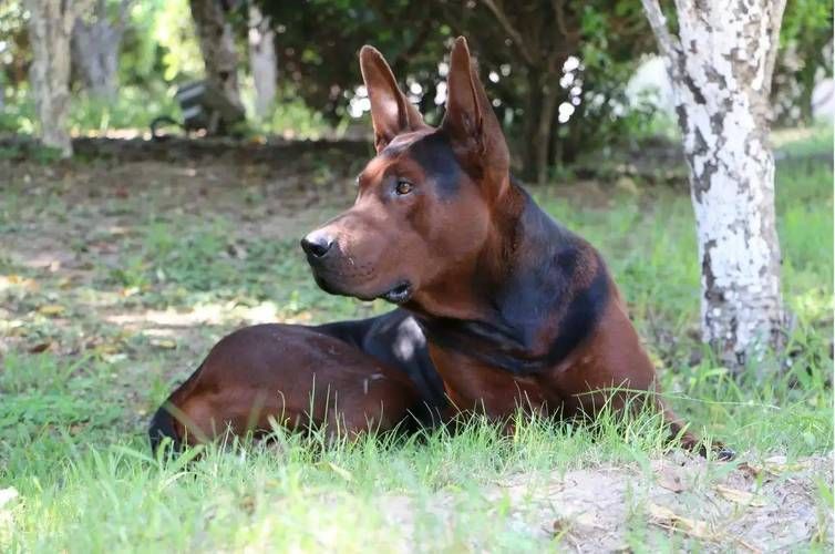 中國紅龍犬的價格是多少，中國紅龍犬市場價格大幅回落，中國紅龍犬的壽命有多長